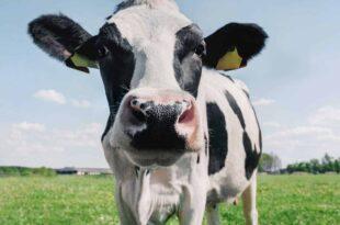 Ministério da Agricultura investiga suspeita de vaca louca
