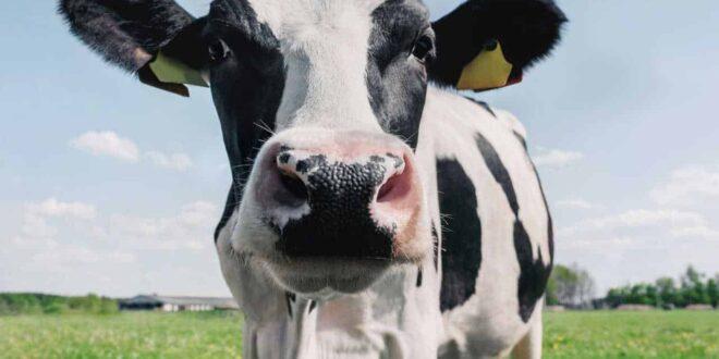 Ministério da Agricultura investiga suspeita de vaca louca