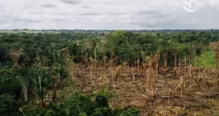Amazônia Legal: Acre desmatou 3 km² de floresta em janeiro, aponta Imazon