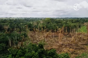 Amazônia Legal: Acre desmatou 3 km² de floresta em janeiro, aponta Imazon