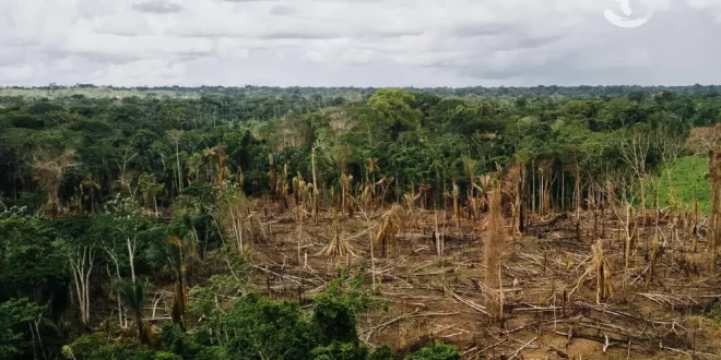 Amazônia Legal: Acre desmatou 3 km² de floresta em janeiro, aponta Imazon