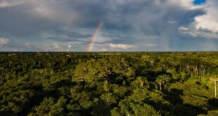 Alertas de desmatamento no Acre reduzem 38% nos primeiros três meses do ano