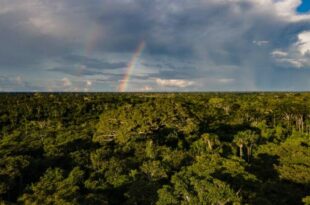 Alertas de desmatamento no Acre reduzem 38% nos primeiros três meses do ano