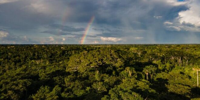 Alertas de desmatamento no Acre reduzem 38% nos primeiros três meses do ano
