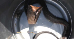 Piloto descobre cobra venenosa em pleno voo e faz pouso de emergência
