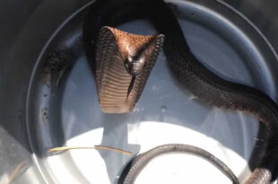 Piloto descobre cobra venenosa em pleno voo e faz pouso de emergência