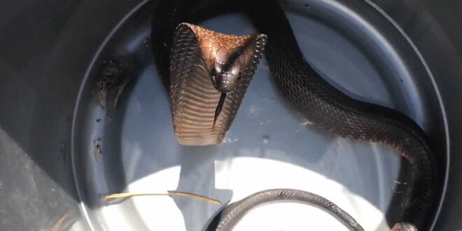 Piloto descobre cobra venenosa em pleno voo e faz pouso de emergência