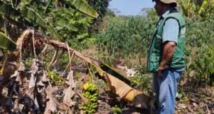 No Dia Internacional da Sanidade Vegetal, Idaf destaca programas e ações de governo