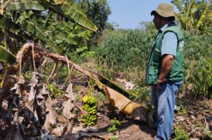 No Dia Internacional da Sanidade Vegetal, Idaf destaca programas e ações de governo