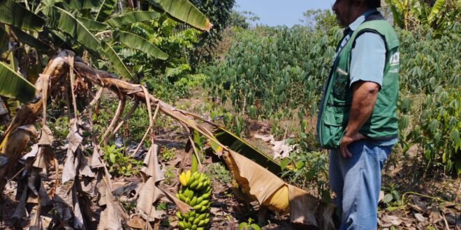 No Dia Internacional da Sanidade Vegetal, Idaf destaca programas e ações de governo