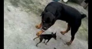 Pinscher morre ao enfrentar rottweiler para salvar crianças de ataque