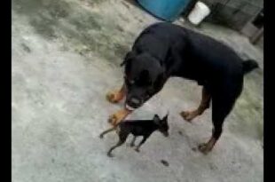 Pinscher morre ao enfrentar rottweiler para salvar crianças de ataque