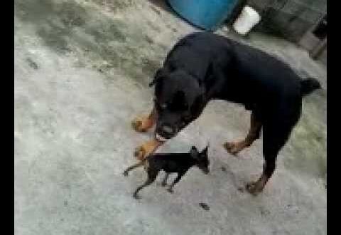 Pinscher morre ao enfrentar rottweiler para salvar crianças de ataque