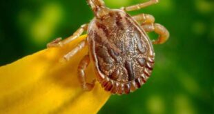 Governo do Acre intensifica vigilância após casos de febre maculosa na região Sudeste do Brasil