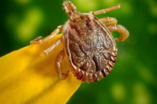 Governo do Acre intensifica vigilância após casos de febre maculosa na região Sudeste do Brasil
