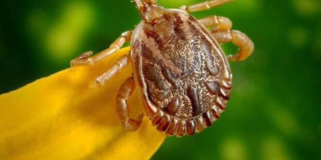 Governo do Acre intensifica vigilância após casos de febre maculosa na região Sudeste do Brasil
