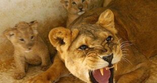 Coluna da Angélica- Linda Cameli vem em socorro do filho