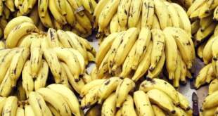 Governo apoiará 7º Festival da Banana em Rodrigues Alves