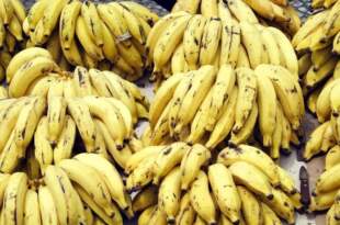 Governo apoiará 7º Festival da Banana em Rodrigues Alves