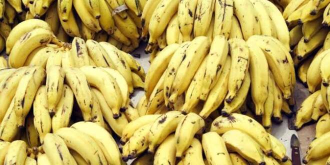 Governo apoiará 7º Festival da Banana em Rodrigues Alves