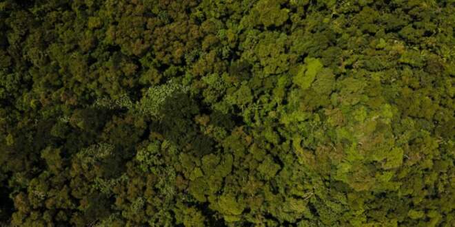Imac suspende até dezembro autorização ambiental para queima controlada