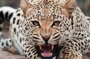 Dona Linda pode estar cutucando uma onça com vara curta