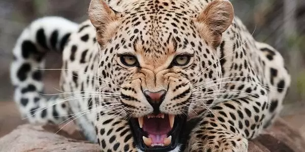 Dona Linda pode estar cutucando uma onça com vara curta