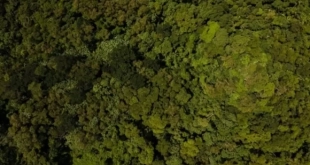Acre inicia segundo semestre com redução nos alertas de desmatamento e focos de queimadas