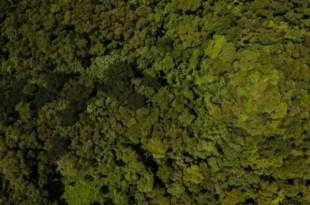 Acre inicia segundo semestre com redução nos alertas de desmatamento e focos de queimadas