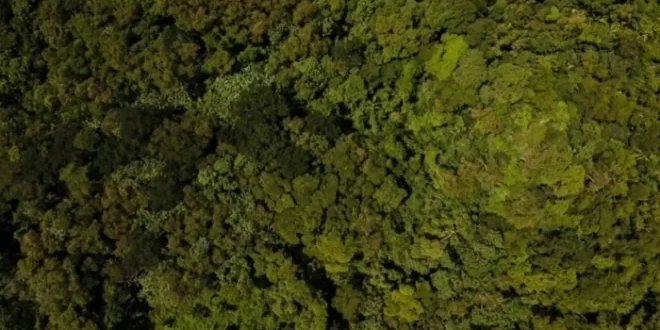 Acre inicia segundo semestre com redução nos alertas de desmatamento e focos de queimadas