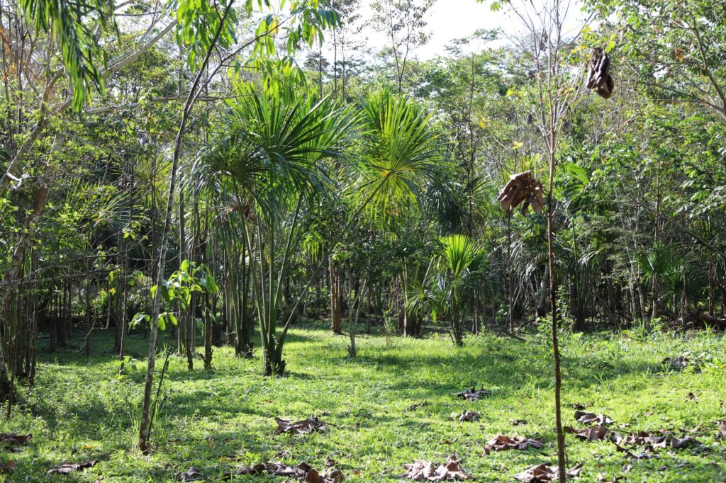 Governo avalia viabilidade econômica do cacau nativo na aldeia Twatwa