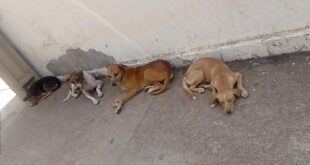 Ativista critica e mostra a falta de ações da prefeitura para amparar os animais abandonados em Rio Branco