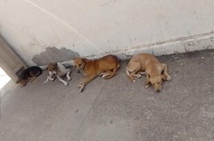 Ativista critica e mostra a falta de ações da prefeitura para amparar os animais abandonados em Rio Branco
