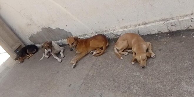 Ativista critica e mostra a falta de ações da prefeitura para amparar os animais abandonados em Rio Branco