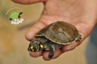 Amazônia Viva Game e SOS Amazônia lançam coletivo de arrecadação para conservação de quelônios