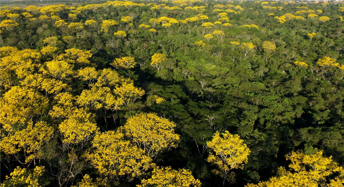 Acre reduz em 88% o número de focos de queimadas em novembro