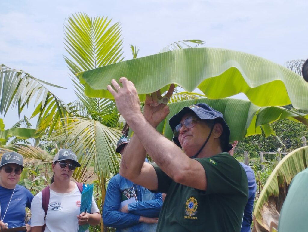 IDAF promove certificação no controle de pragas na cultura da banana