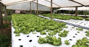 Governo incentiva cultivo de hortaliças com entrega de cobertura plástica para estufas