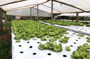 Governo incentiva cultivo de hortaliças com entrega de cobertura plástica para estufas