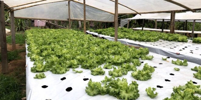 Governo incentiva cultivo de hortaliças com entrega de cobertura plástica para estufas
