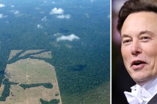 Coluna da Angélica- Mistério: Elon Musk no Acre