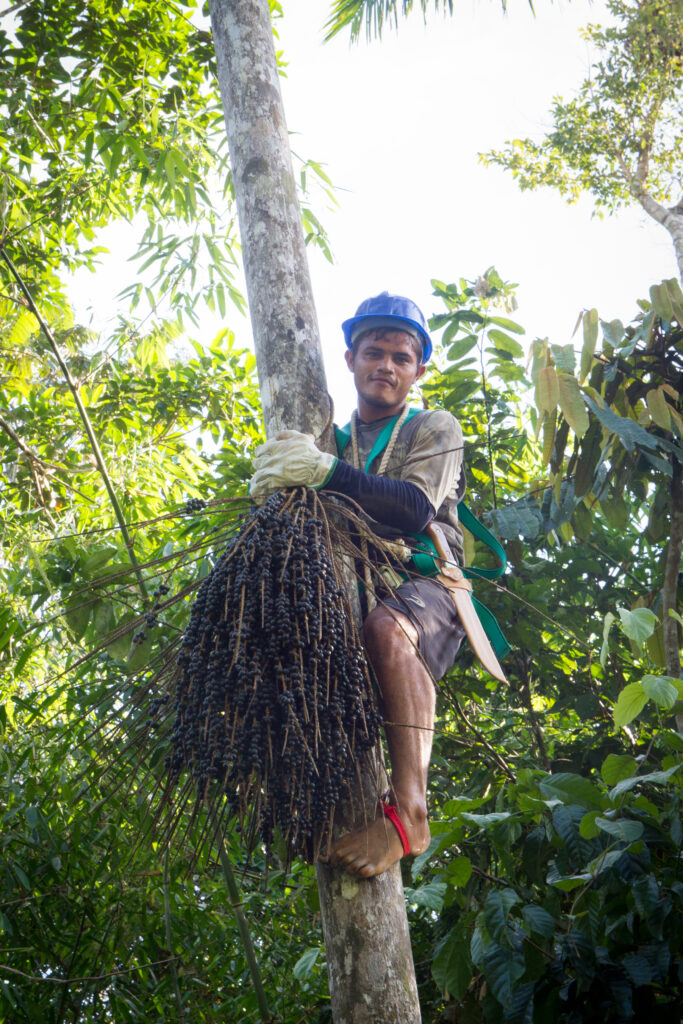 Com Registro de Indicação Geográfica, açaí de Feijó ganhou status de reputação e origem
