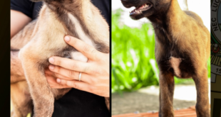 Atena e Kyra são os novos membros caninos da equipe policial do Acre