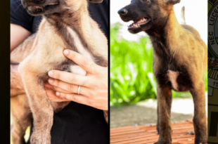 Atena e Kyra são os novos membros caninos da equipe policial do Acre