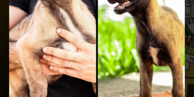 Atena e Kyra são os novos membros caninos da equipe policial do Acre