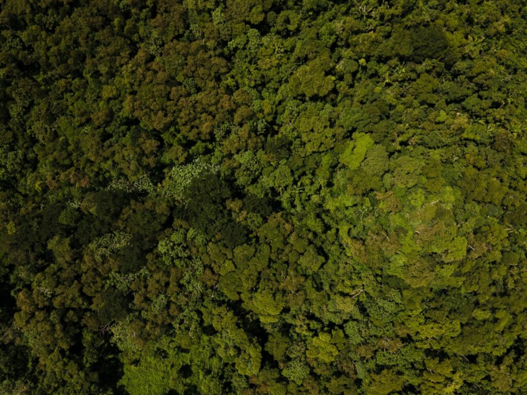 Conheça algumas pesquisas de bioeconomia financiadas pela Fapac