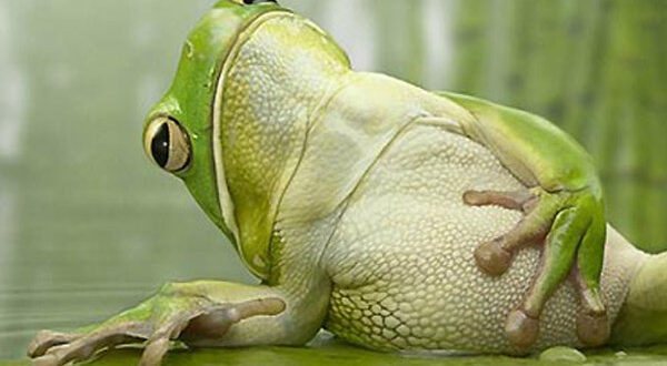 Coluna da Angélica- Política no Acre: nem o sapo aguenta