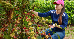 Plantio do café cresce e fortalece a economia e a agricultura familiar no Acre