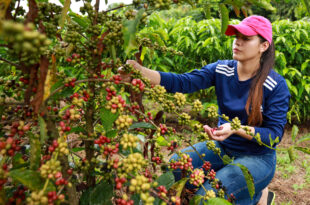 Plantio do café cresce e fortalece a economia e a agricultura familiar no Acre