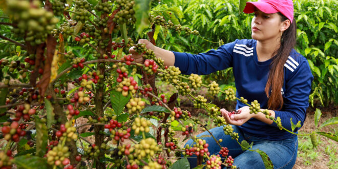 Plantio do café cresce e fortalece a economia e a agricultura familiar no Acre